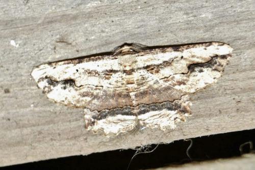 Menophra abruptaria